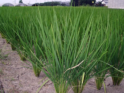 山田錦の稲（７月３１日撮影）