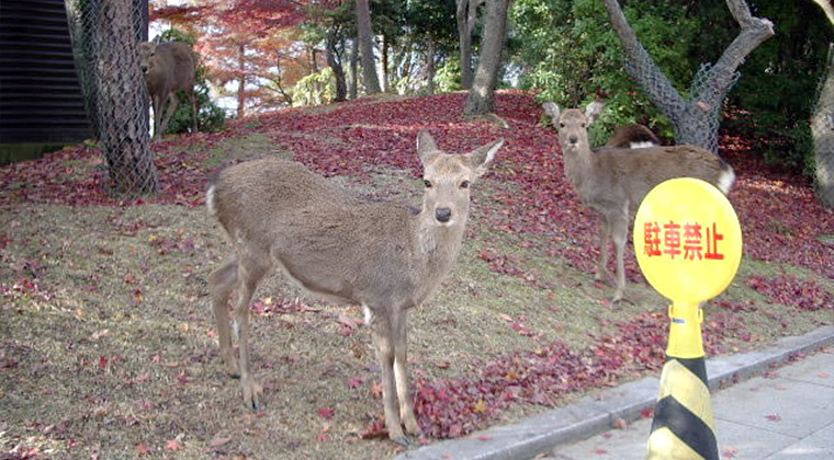 奈良公園の鹿