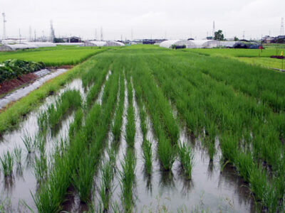 梅雨に煙る水田