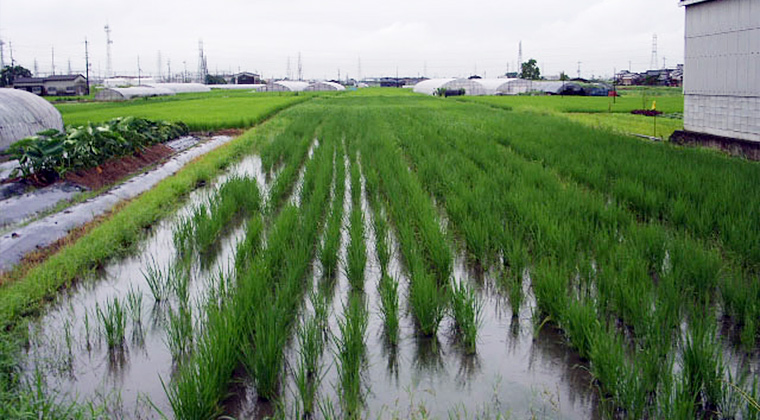 梅雨に煙る水田