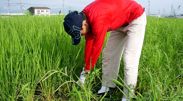 草取り