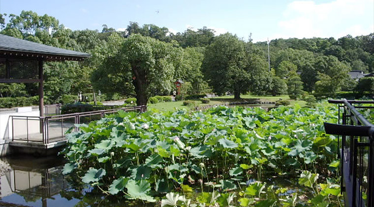 蓮池より弥勒寺のあった方向を望む