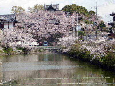 郡山城址の桜