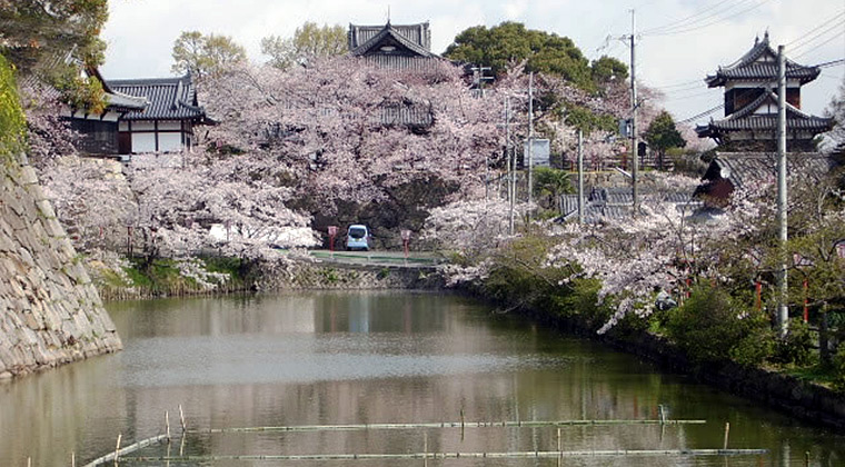 郡山城址の桜