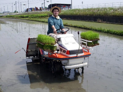 田植え