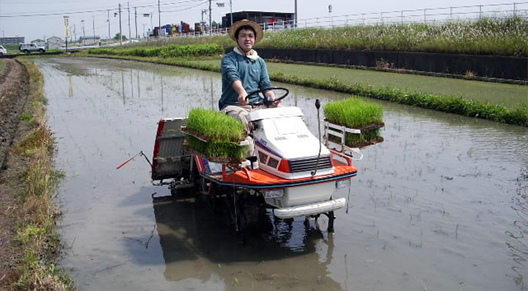田植え