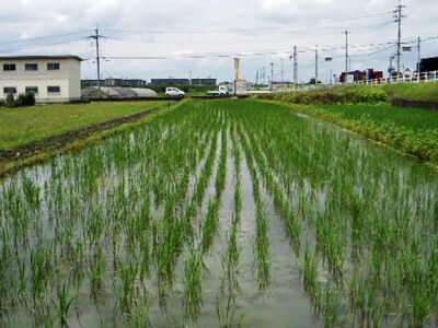 成長する苗