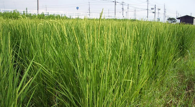 稲穂が出そろった水田