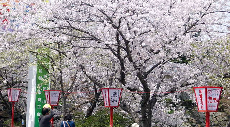 堀を埋め尽くす桜