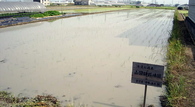 田植えの終わった田