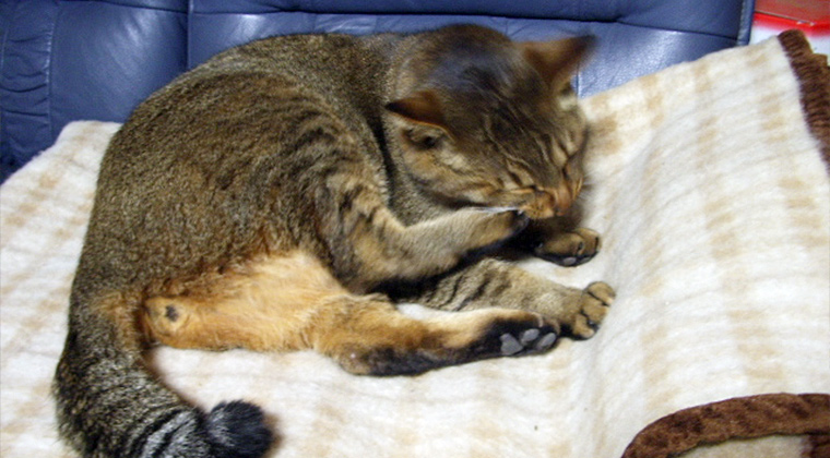 ねこ