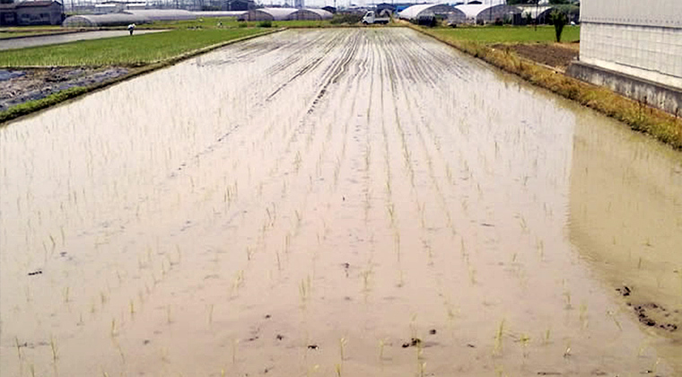 田植え直後の水田