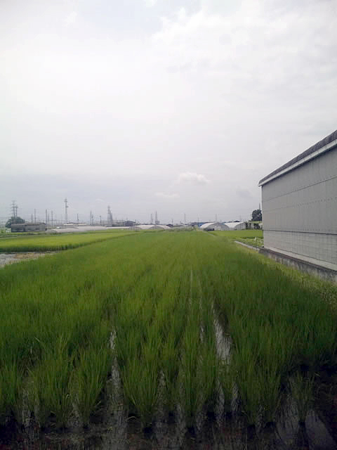 梅雨空の下、たくましく成長する山田錦