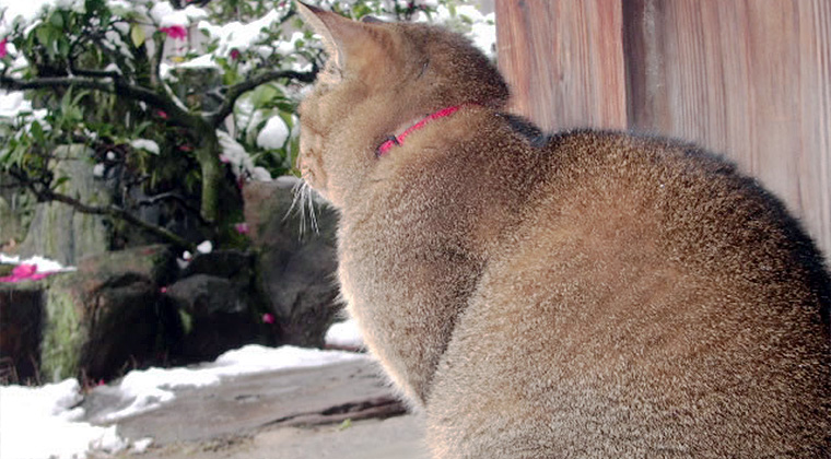 雪を眺める猫（中谷家）