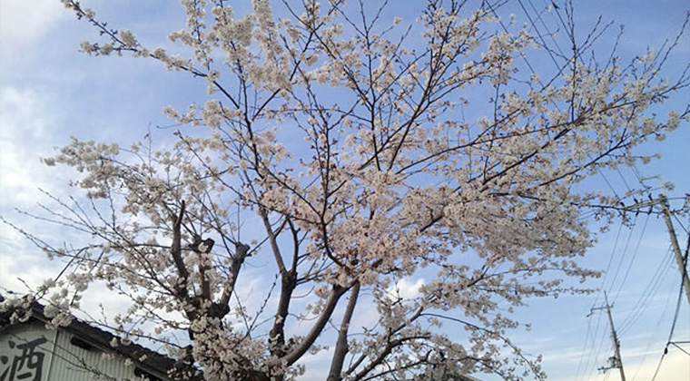 酒蔵横の桜