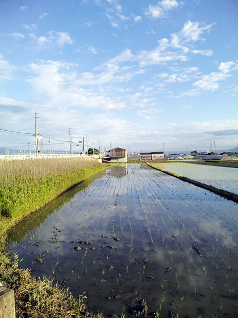 夕日に照る水田