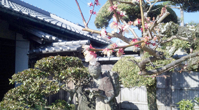 明るい陽光と盛りを過ぎた梅