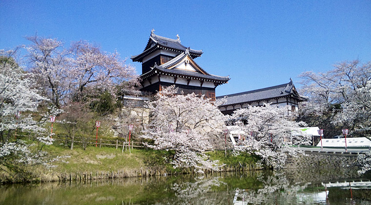 郡山城址の桜