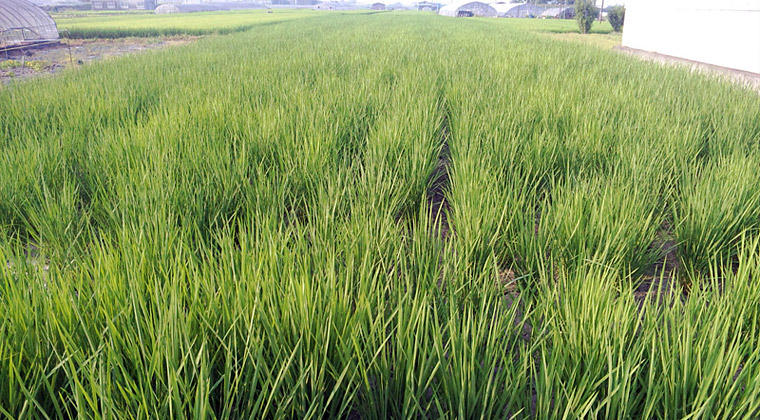 成長した苗（中谷酒造管理田7月30日）