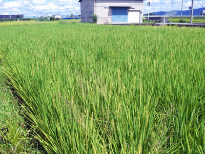 山田錦の出穂（しゅっすい）（中谷酒造管理田9月1日）