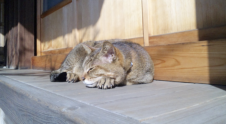 日だまりの中谷ねこ