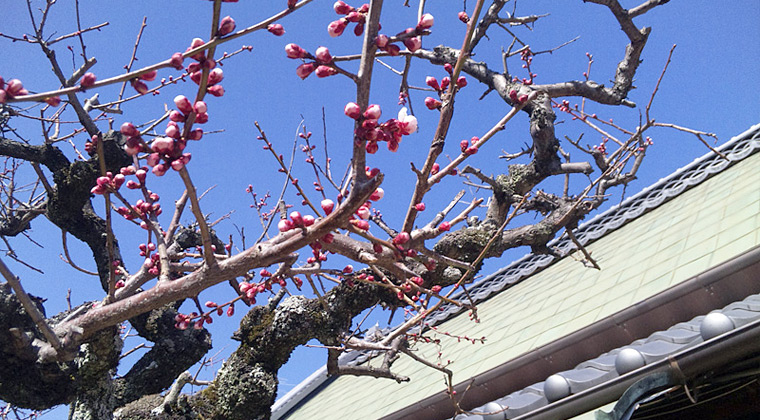 開花した庭の梅