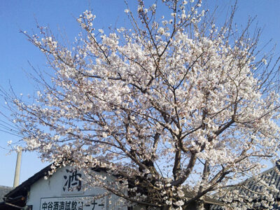中谷酒造駐車場の桜（3月30日朝撮影）