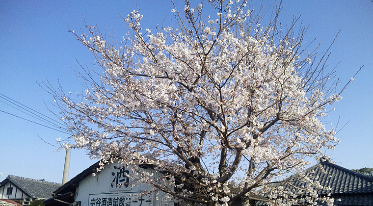 中谷酒造駐車場の桜（3月30日朝撮影）