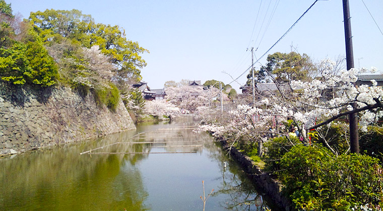 桜と堀