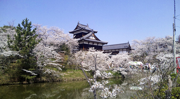 満開の桜