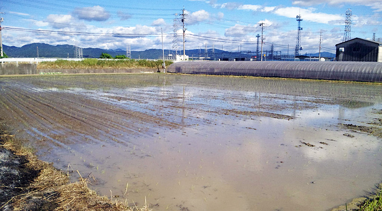 植え終わった田