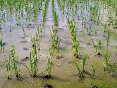 梅雨明け後の強い日射しが降り注ぐ水田