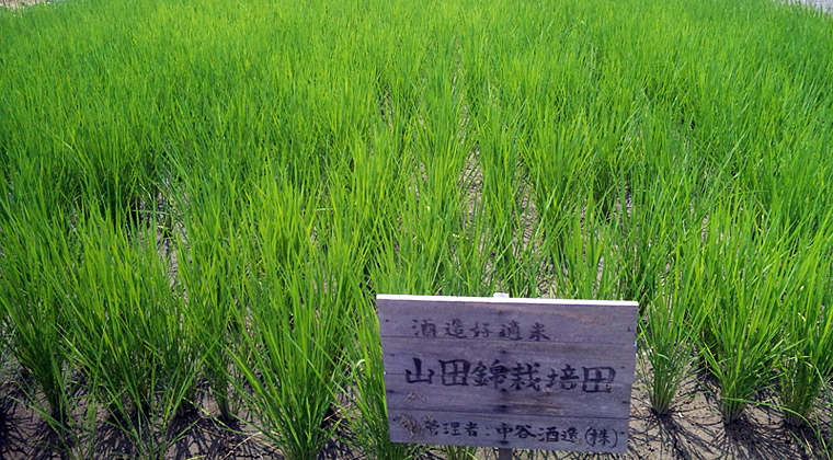濃緑の葉を茂らせる水田