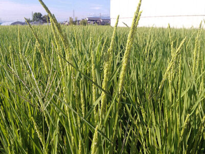 出穂し花を咲かせ終えた稲穂（9月9日撮影）