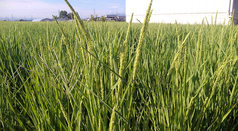 出穂し花を咲かせ終えた稲穂（9月9日撮影）
