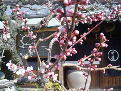 3月4日、庭の梅