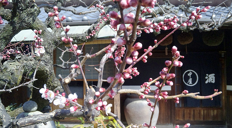 3月4日、庭の梅