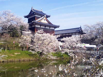 郡山城址の桜（4月1日撮影）