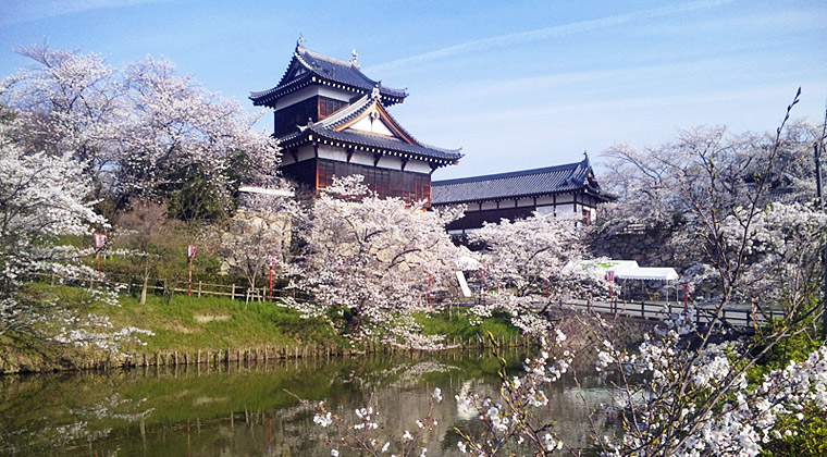 郡山城址の桜（4月1日撮影）