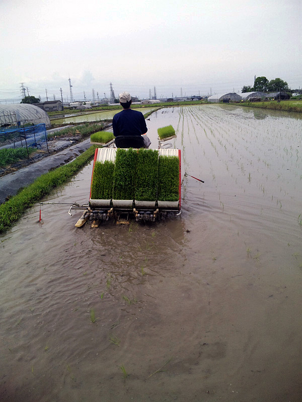 田植え