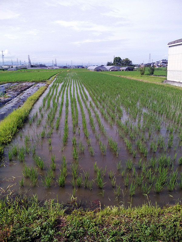 水田（7月6日）