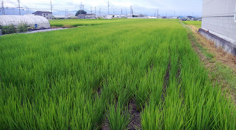 土用干しの水田