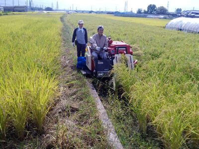 山田錦の刈り取り