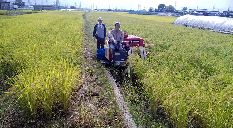 山田錦の刈り取り