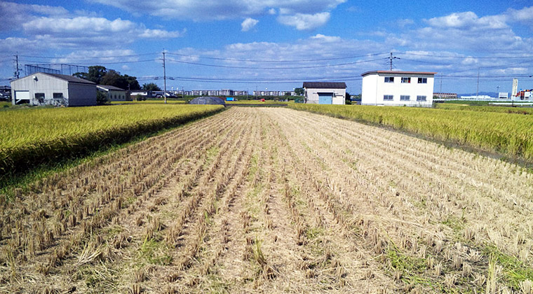 刈り取りを終えた水田