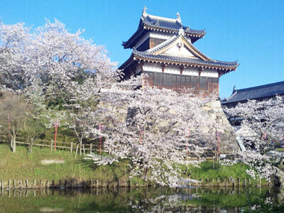 郡山城の桜