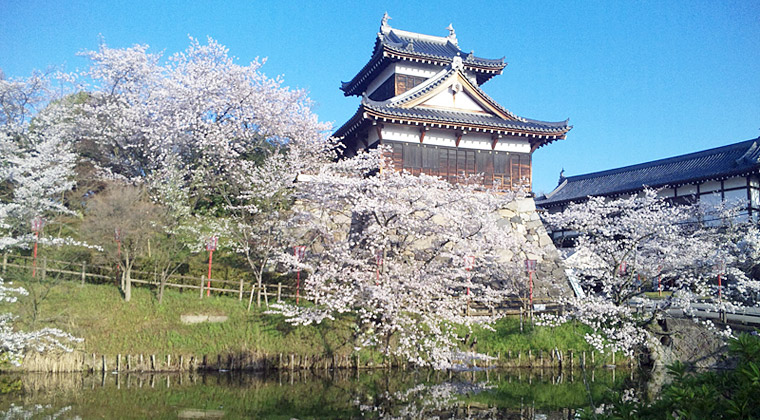 郡山城の桜