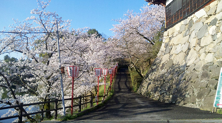 郡山城の桜