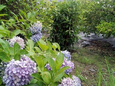 酒蔵隣接地の紫陽花