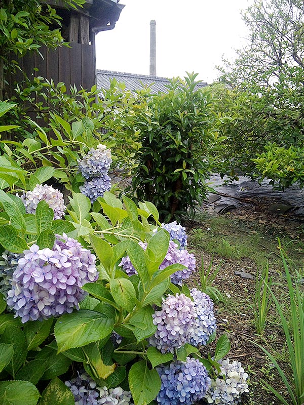 酒蔵隣接地の紫陽花